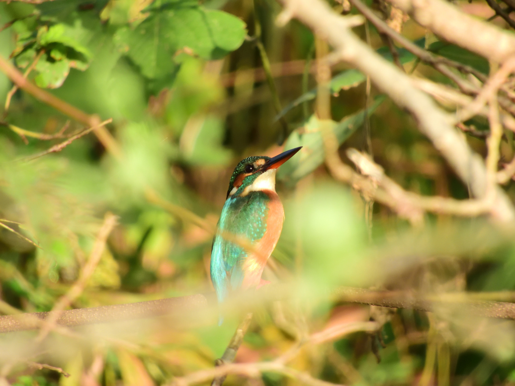 これからどうしよう