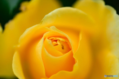 薔薇