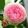 薔薇