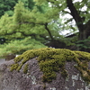 苔