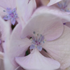紫陽花の花