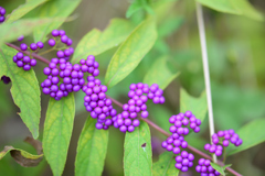 ムラサキシキブ