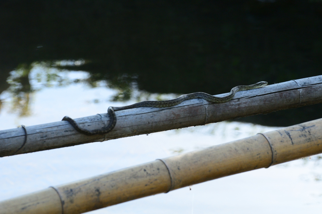 閲覧注意_あ～涼しい