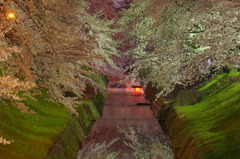 初夜桜