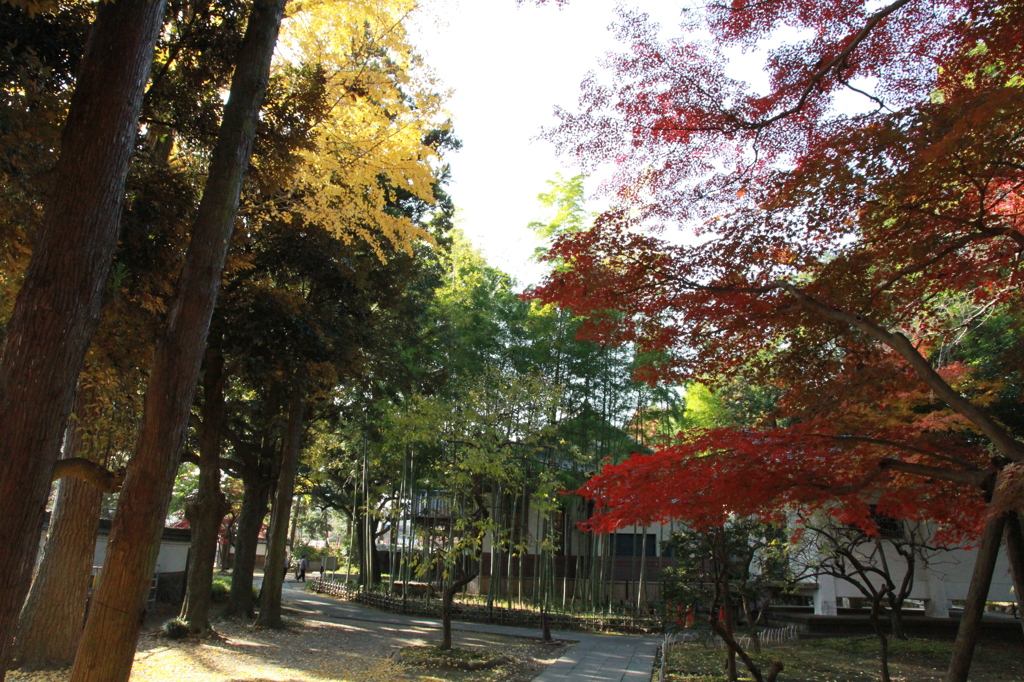 紅葉の中