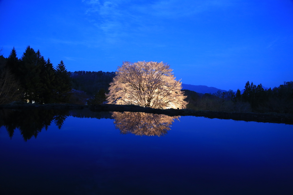 天王桜