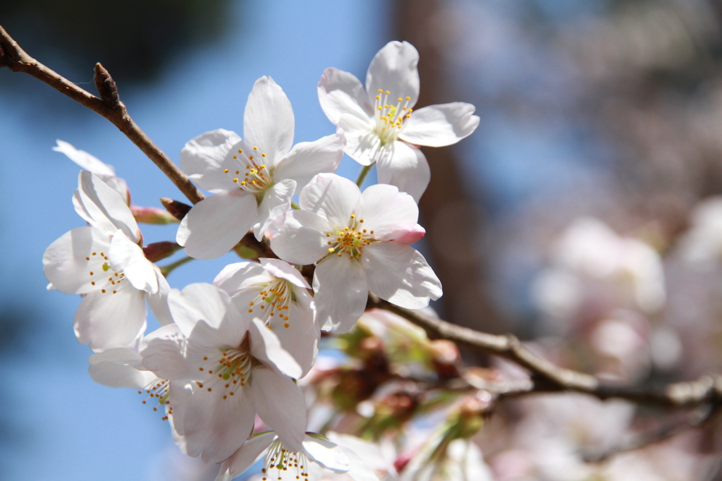 平成27年の桜