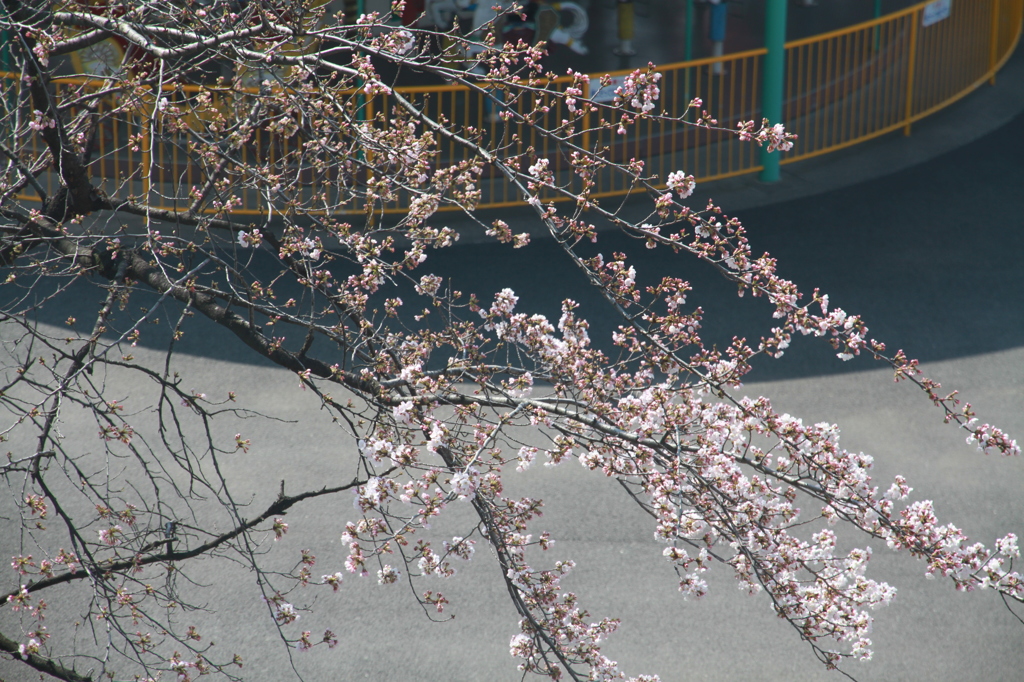 ５分咲き