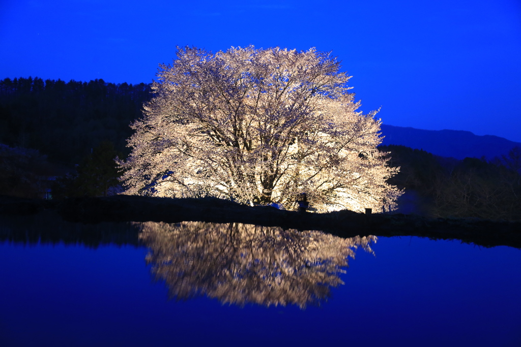 天王桜