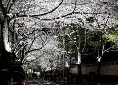 桜トンネル