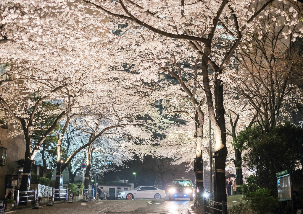 六本木桜坂