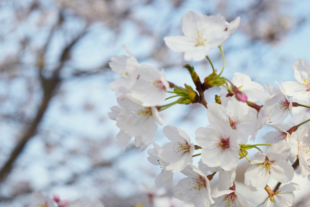 桜