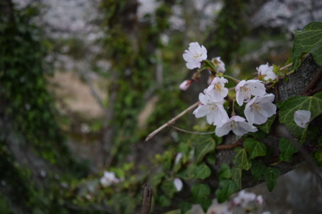 桜その2