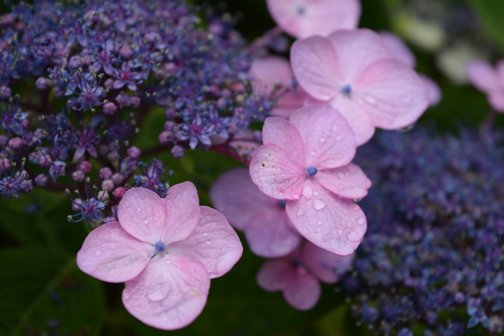 紫陽花