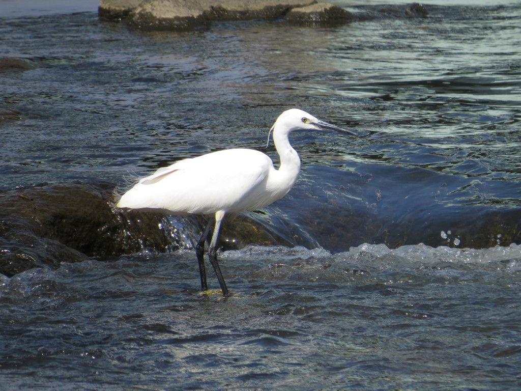 近所の川の鳥さん