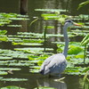 鎌倉の鳥さん