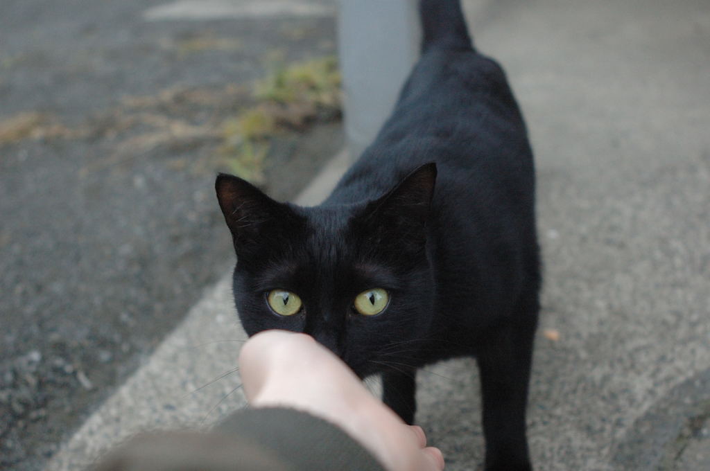 近所の黒猫ちゃん2
