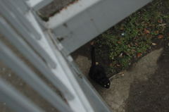 近所の黒猫ちゃん。