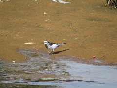 近所の川の鳥さん2