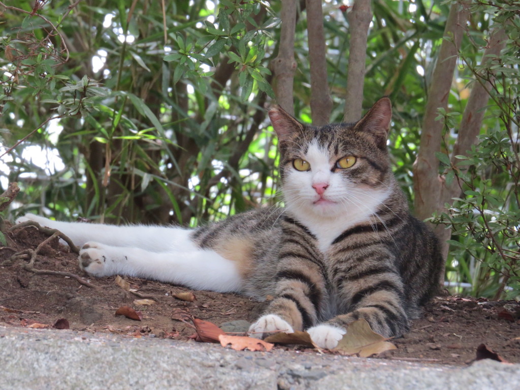 動物公園の野良猫さん