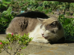 江ノ島の猫さん
