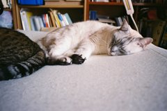 幸福以外のなにものでもないもの