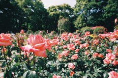 女性の花