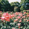 女性の花