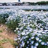 見事な青の絨毯＊