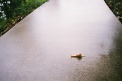 雨だったけど