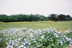 凛とした花