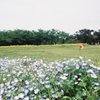 凛とした花