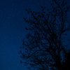 星の成る木
