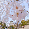 さくら咲く