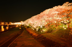 2015桜　〜足羽川河原〜