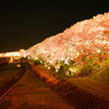 2015桜　〜足羽川河原〜