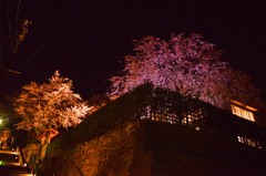 2015桜　〜愛宕坂〜