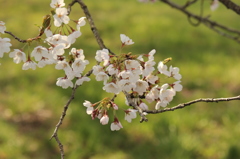 大河原　一目千本桜