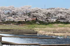 一目千本桜