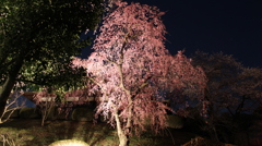 塩竈神社　桜