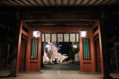 桜　塩竈神社
