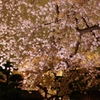 夜桜 絢爛