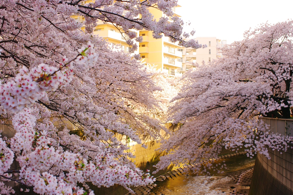 2015 桜満開✿