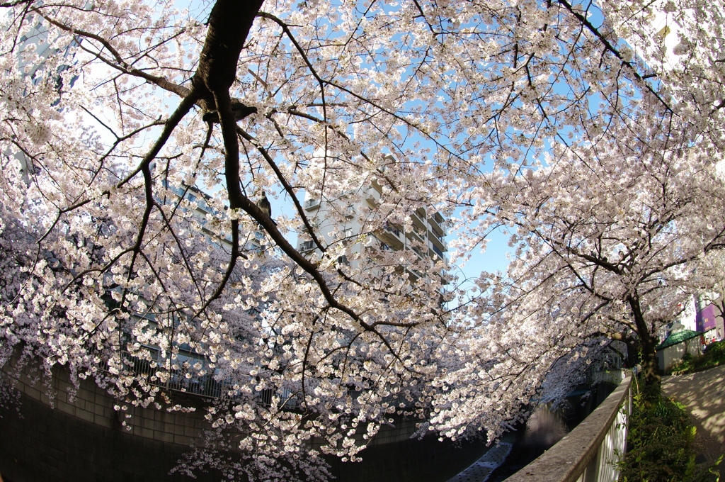 桜フィルターの青空