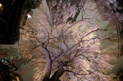 夜桜 FISHEYE