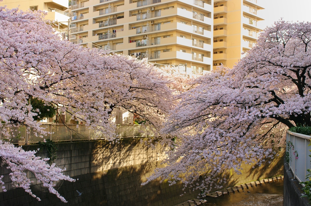 2015 桜満開❀