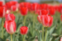 Tulipa　１