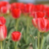 Tulipa　１