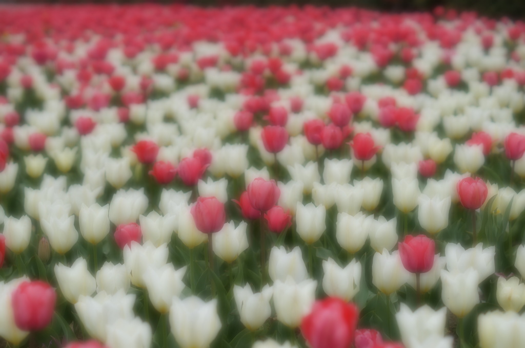 Tulipa　３