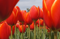 Tulipa　２